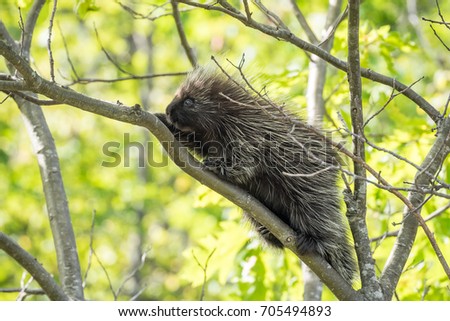 Image result for micha the porcupine