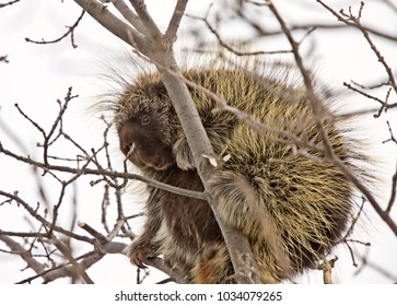 Porcupine In Tree Close Up Winter Canada