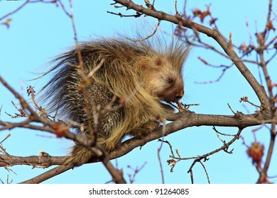 Porcupine In Tree Saskatchewan Canada