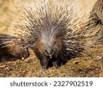 The porcupine yawns. Close-up portrait of the porcupine. It consists of brown, grey, and white colors. The porcupine shows its teeth. A porcupine bristling up (it