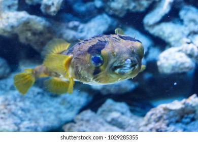 Porcupinefish (belonging To The Family Diodontidae) In The Oceanarium.