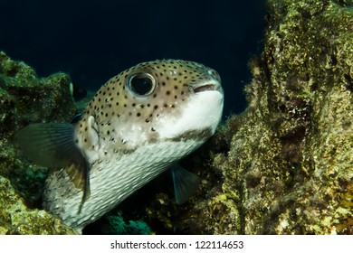 Porcupinefish (Diodon Hystrix)