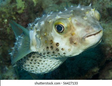 Porcupinefish (Diodon Nicthemerus)