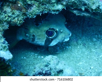 Porcupinefish (Diodontidae) Hiding Underneath A Coral Massive