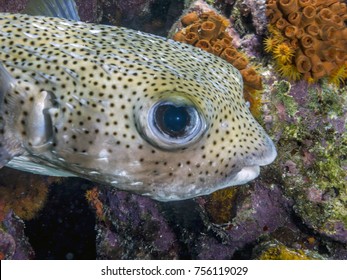 Porcupinefish Are Fish Belonging To The Family Diodontidae Called Pufferfish