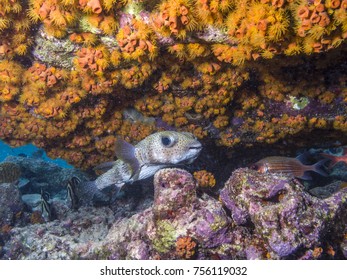 Porcupinefish Are Fish Belonging To The Family Diodontidae Called Pufferfish