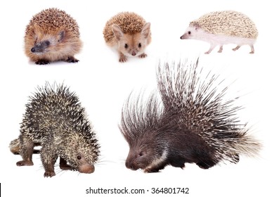 Porcupines and hedgehogs set isolated on white background - Shutterstock ID 364801742