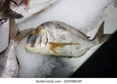 Porgy. Wild Caught Porgy Fish On Ice For Sale In A Fish Market. People World Wide Love Eating Fresh Caught Porgy For Lunch And Dinner. Seafood For Sale On Ice. 