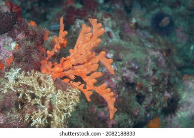 Porifera (Crella Elegans) Granada, Spain