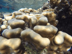Porites Is A Genus Of Stony Coral; They Are Small Polyp Stony Corals. They Are Characterised By A Finger-like Morphology. Members Of This Genus Have Widely Spaced Calices, A Well-developed Wall Reticu