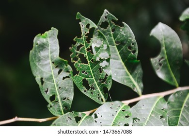 Porous Leaves Damaged By Insects Stock Photo 1473667088 | Shutterstock