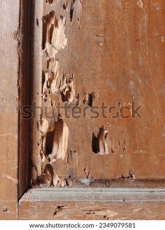 porous wood eaten by termites