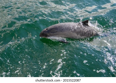 Porpoise Sighted In The Baltic Sea Right Next To The Ship