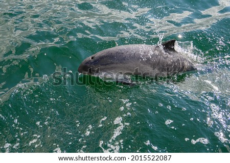 Porpoise sighted in the Baltic Sea right next to the ship
