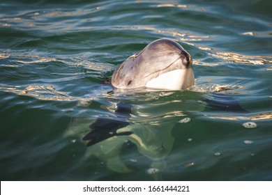 Porpoise Swimming In A Zoo