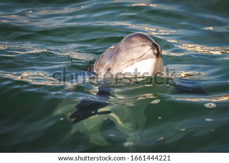 Porpoise swimming in a zoo