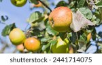 Port Allen Russet -  delicious old apple tree variety with golden fruit.