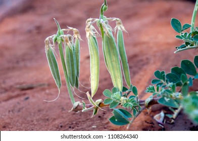Port Augusta South Australia, Sturt Desert Pea plant with pods