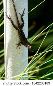 Port Charlotte, FL/USA: March 11, 2019: A Vertical Image Of A Male Anole Salamander Climbing Down A Flagpole. 