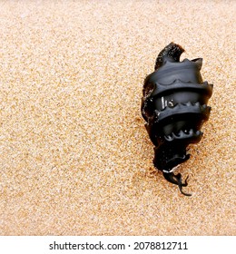 Port Jackson Shark Egg On Sand