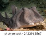 Port Jackson Shark head on you can see its eye humps, strange head and both dorsal fin horns which help protect it from predators.