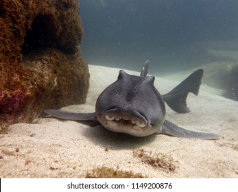 Port Jackson Shark (Heterodontus Portusjacksoni) Resting On The Sandy Ocean Floor