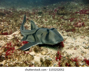 Port Jackson Shark (Heterodontus Portusjacksoni) Resting On The Ocean Floor