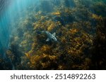 Port Jackson sharks swimming around the kelp.