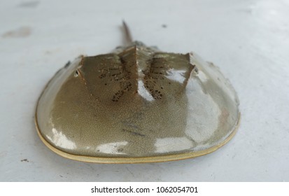 Port Klang, Selangor, Malaysia.
April 5, 2018
Horseshoe Crab Living In Shallow Muddy Or Sandy Coastal Water.  Study Has Been Made To Find The Potential Of The 