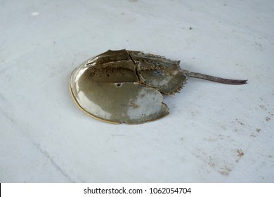 Port Klang, Selangor, Malaysia.
April 5, 2018

Horseshoe Crab Living In Shallow Muddy Or Sandy Coastal Water.  Study Has Been Made To Find The Potential Of The 