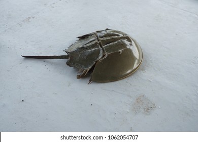 Port Klang, Selangor, Malaysia.
April 5, 2018

Horseshoe Crab Living In Shallow Muddy Or Sandy Coastal Water.  Study Has Been Made To Find The Potential Of The 