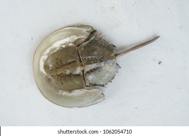 Port Klang, Selangor, Malaysia.
April 5, 2018

Horseshoe Crab Living In Shallow Muddy Or Sandy Coastal Water.  Study Has Been Made To Find The Potential Of The 