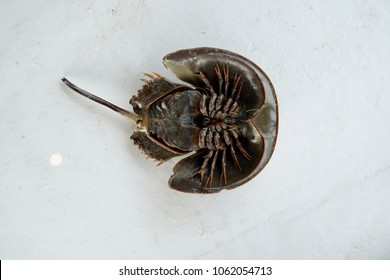 Port Klang, Selangor, Malaysia.
April 5, 2018

Horseshoe Crab Living In Shallow Muddy Or Sandy Coastal Water.  Study Has Been Made To Find The Potential Of The 