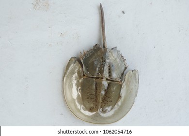 Port Klang, Selangor, Malaysia.
April 5, 2018

Horseshoe Crab Living In Shallow Muddy Or Sandy Coastal Water.  Study Has Been Made To Find The Potential Of The 