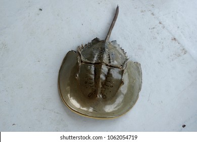 Port Klang, Selangor, Malaysia.
April 5, 2018

Horseshoe Crab Living In Shallow Muddy Or Sandy Coastal Water.  Study Has Been Made To Find The Potential Of The 