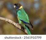 Port Lincoln Australian Ringneck Parrot (Barnardius zonarius zonarius) in Australia