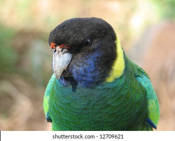 Port Lincoln Ringneck Parrot