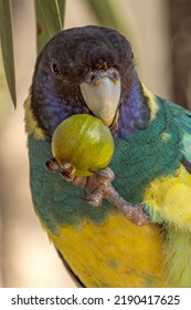 89 Port Lincoln Parrot Images, Stock Photos & Vectors | Shutterstock