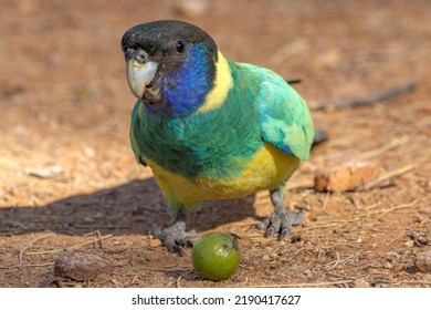 89 Port Lincoln Parrot Images, Stock Photos & Vectors | Shutterstock