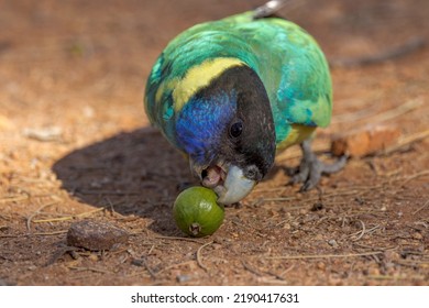 89 Port Lincoln Parrot Images, Stock Photos & Vectors | Shutterstock