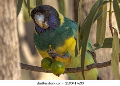 89 Port Lincoln Parrot Images, Stock Photos & Vectors | Shutterstock