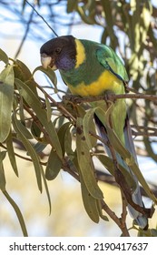 89 Port Lincoln Parrot Images, Stock Photos & Vectors | Shutterstock