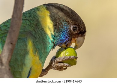 89 Port Lincoln Parrot Images, Stock Photos & Vectors | Shutterstock