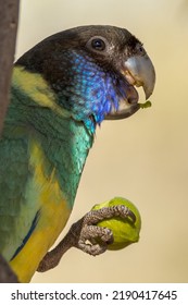 89 Port Lincoln Parrot Images, Stock Photos & Vectors | Shutterstock