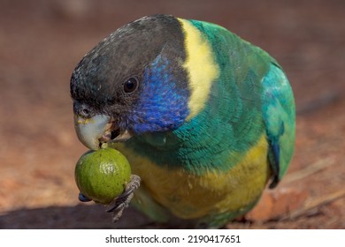 89 Port Lincoln Parrot Images, Stock Photos & Vectors | Shutterstock