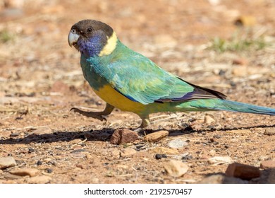 89 Port Lincoln Parrot Images, Stock Photos & Vectors | Shutterstock