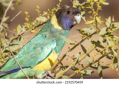 89 Port Lincoln Parrot Images, Stock Photos & Vectors | Shutterstock