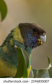 89 Port Lincoln Parrot Images, Stock Photos & Vectors | Shutterstock