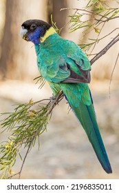 89 Port Lincoln Parrot Images, Stock Photos & Vectors | Shutterstock