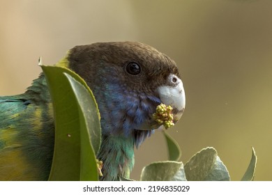 89 Port Lincoln Parrot Images, Stock Photos & Vectors | Shutterstock